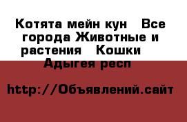 Котята мейн кун - Все города Животные и растения » Кошки   . Адыгея респ.